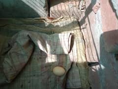 egg laying hen