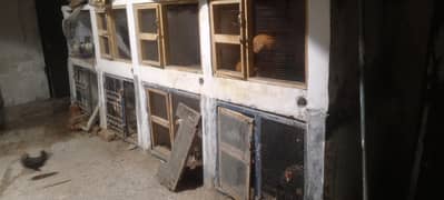 aseel setup forsale jis bhi ko chiye 03365331852 what sapp per rapta