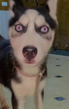 Husky
