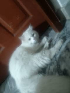 Persian Cat/kitten/double coat /healthy Cat/