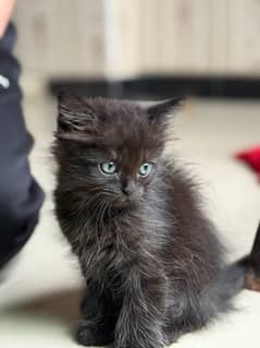 tripl coated persian kittens for sale