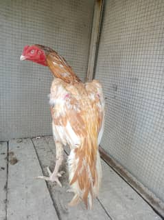 paree aseel peela murga or madhi or chick