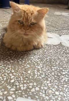 persian cat triple coated
