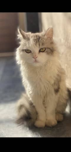 Cats make everything better