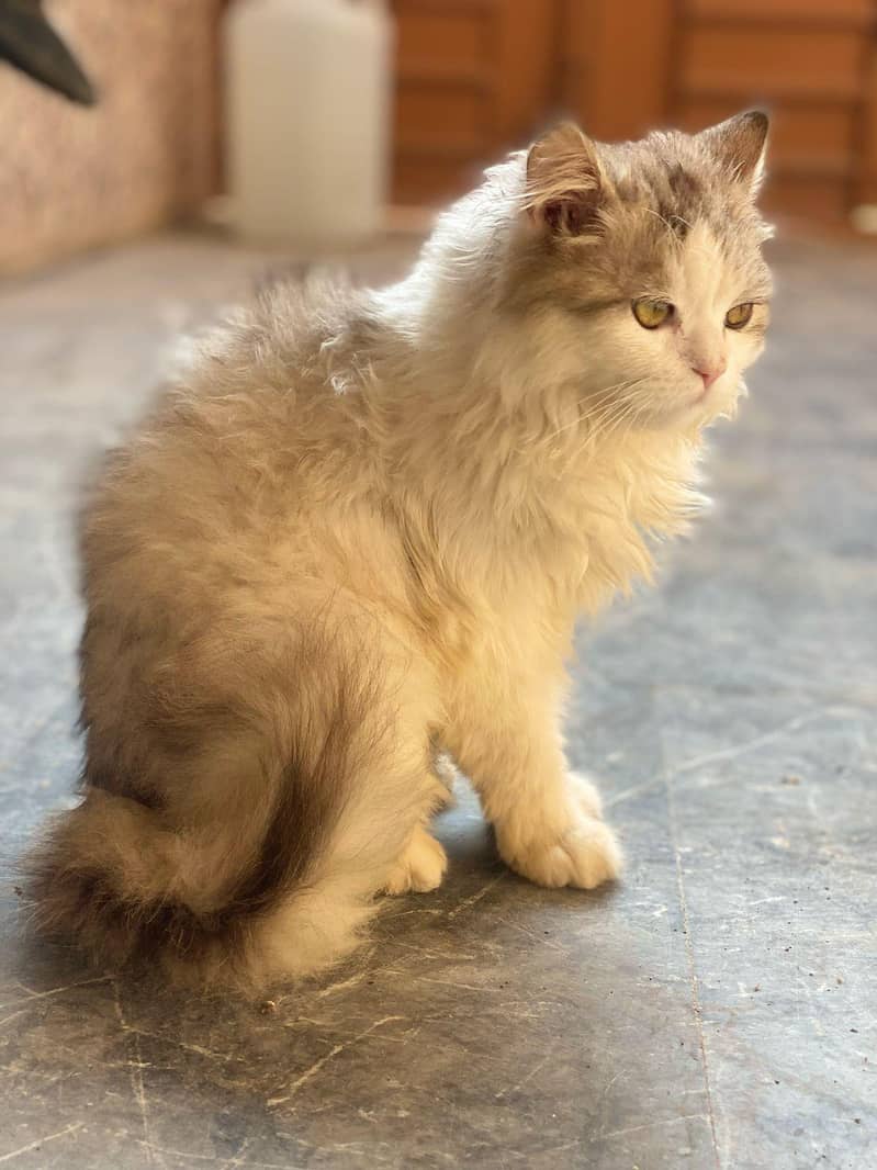 Cats make everything better 1