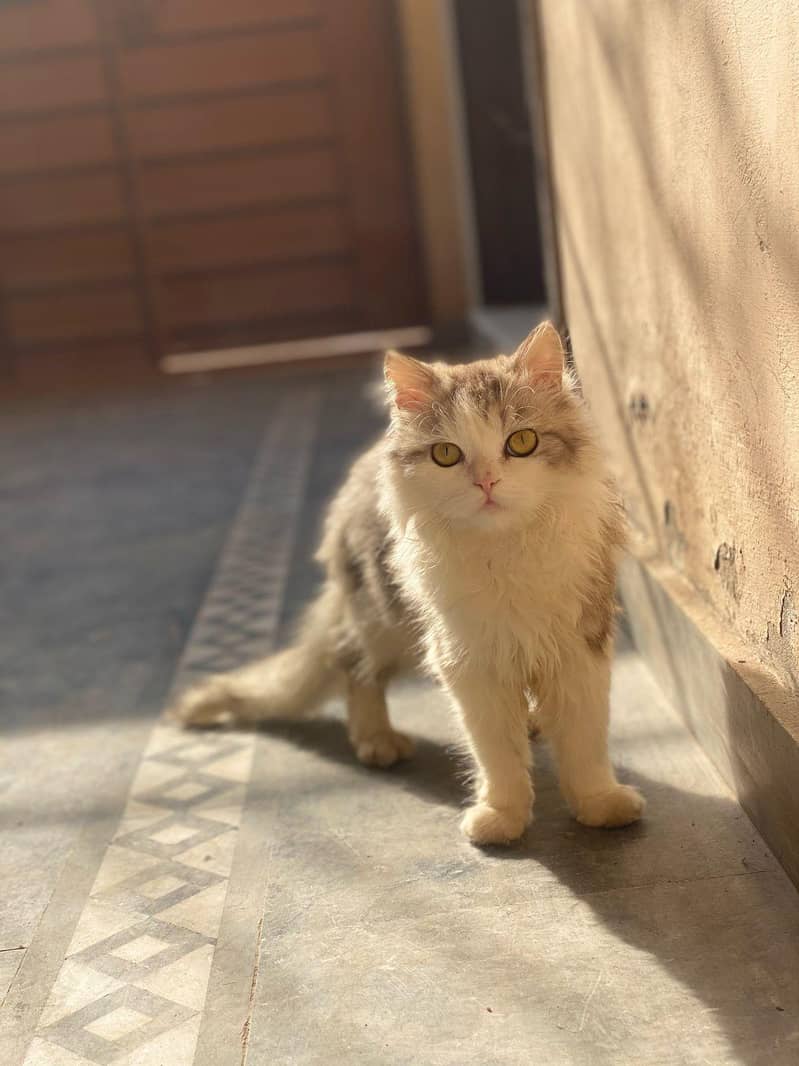 Cats make everything better 2