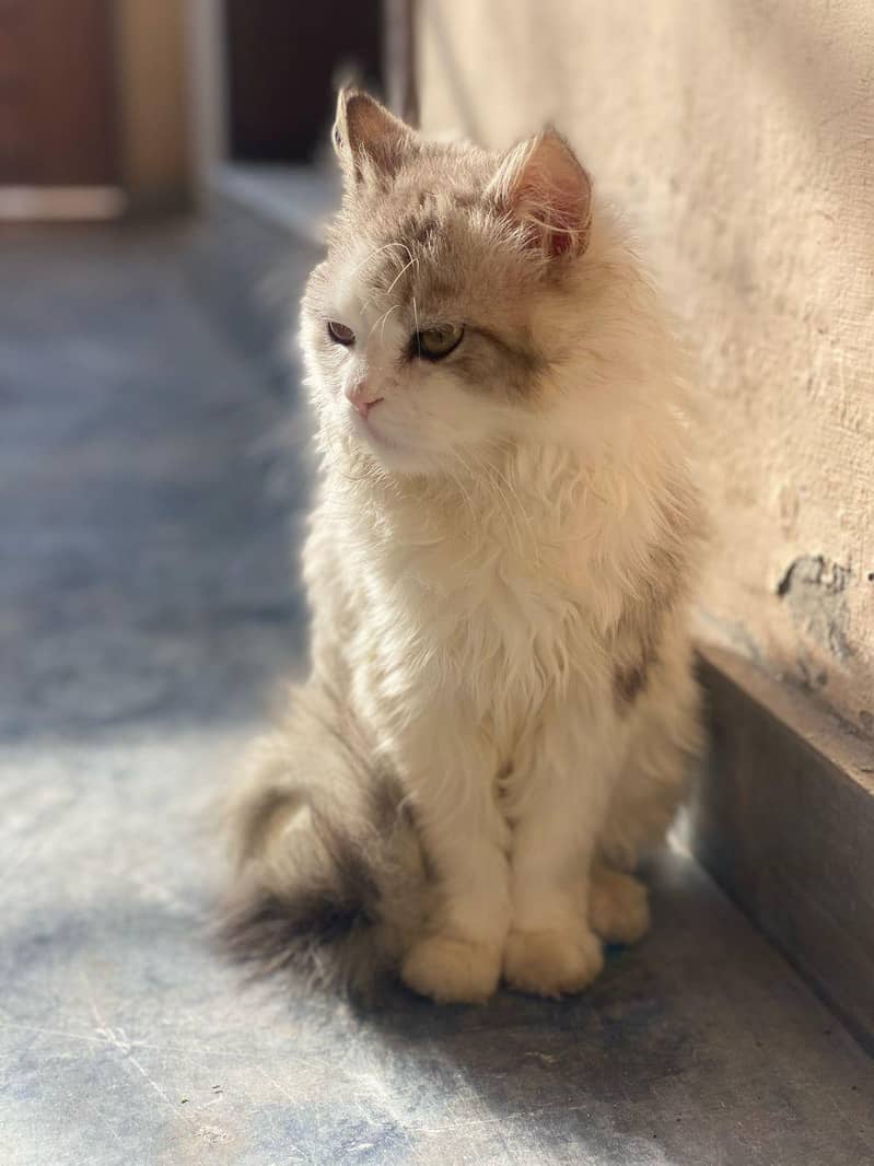 Cats make everything better 4