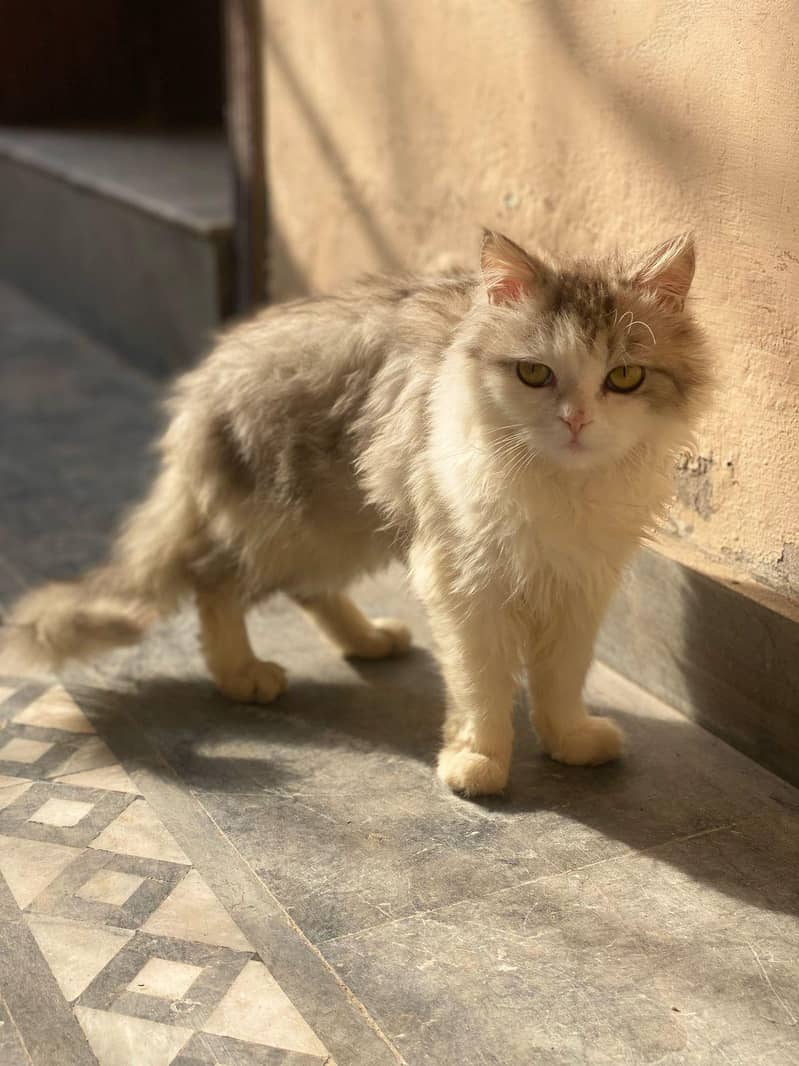 Cats make everything better 5