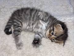 triple coat Persian kittens 2 male and female read add
