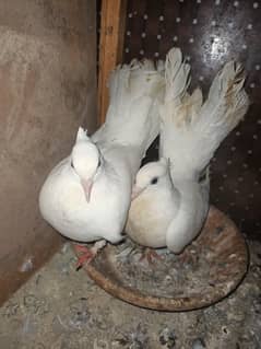 laka pair with eggs