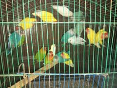 5 pair lovebirds breeder pairs
