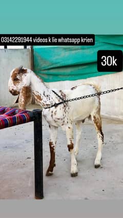Goat kid maakhki cheenii
