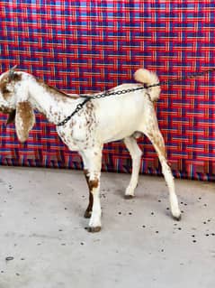 Goat kid maakhki cheenii
