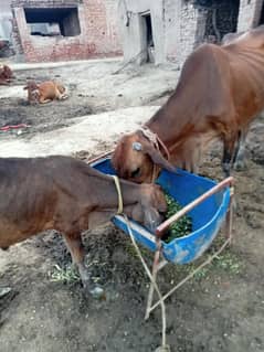cow