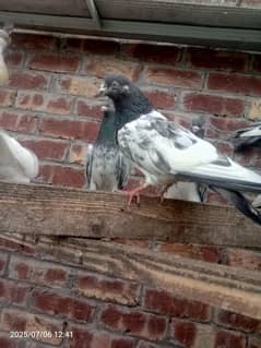 breedar pigeons