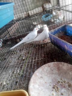 Dove bridar pair gray java bridar pair love tarot