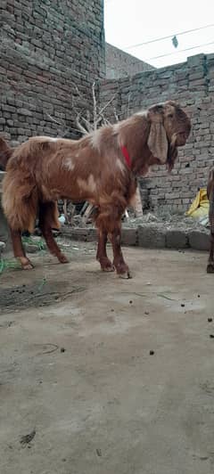betal bakra full active breedar. .