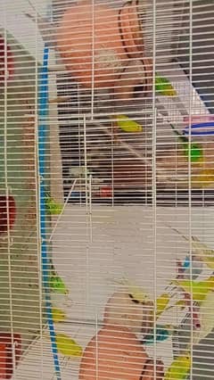 Australian parrots with budgies