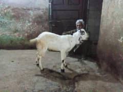 Dasi
