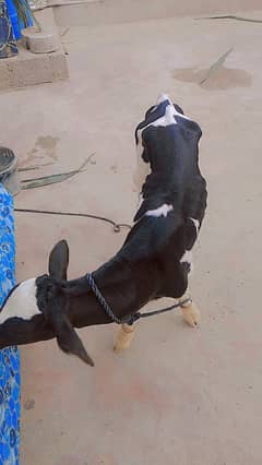 Australian Cow Baby Male