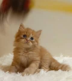 persian /triple coat/ punch face/  male/female kitten