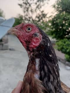 Aseel females for sale