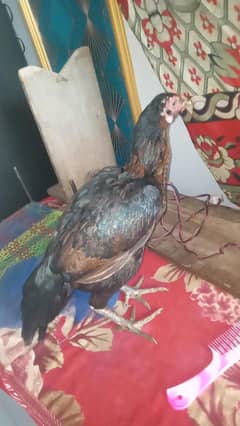 aseel thi madia exchange solar panels sa