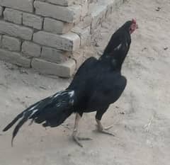 mushka aseel