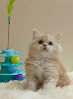 persian /triple coat/ punch face/  male/female kitten