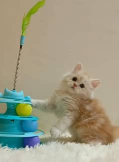 persian /triple coat/ punch face/  male/female kitten
