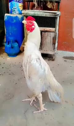 Aseel Heera Zero Size Urgent Sale