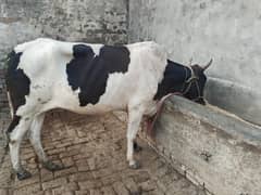 cow