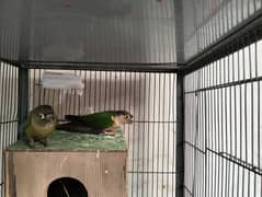 Pineapple conure in low price