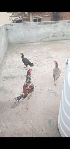 aseel thi madi
