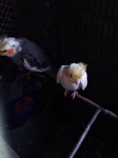 cocktail confirm pair ungent sale 03016672785