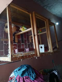 lovebirds