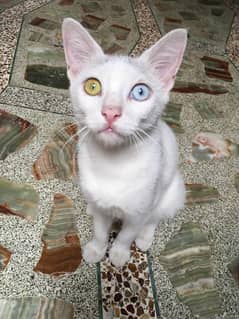 Turkish Angora Cat