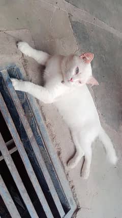 Persian cat, beautiful cat