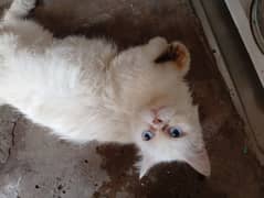 Cat name cattoo