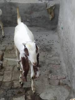 pair of desi goats