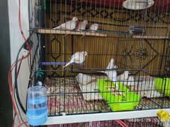 Diamond doves for sale.