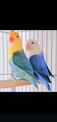 All birds Avlbe
