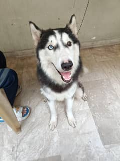 Siberian husky