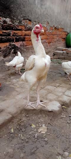 murga