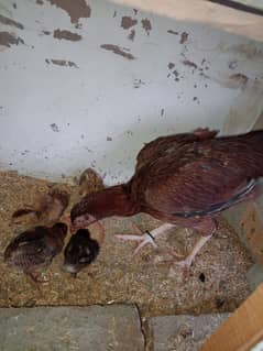 AseeAseel hen with four chicks Hen age 1year and   Chicks age 1 month
