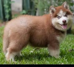 Siberian husky puppies