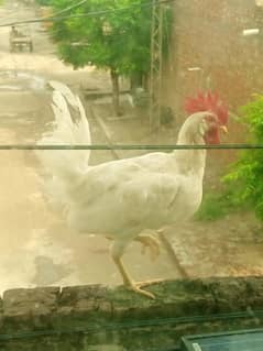 Hen for sale beautifull age 8 month