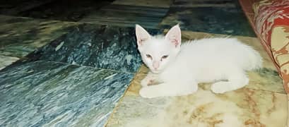 Persian cat puppy
