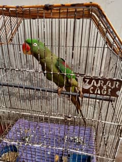Beautiful talking eye catching parrot
