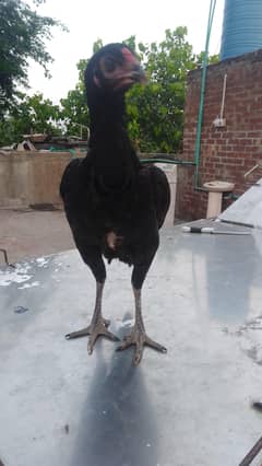 Thai hen female for sale